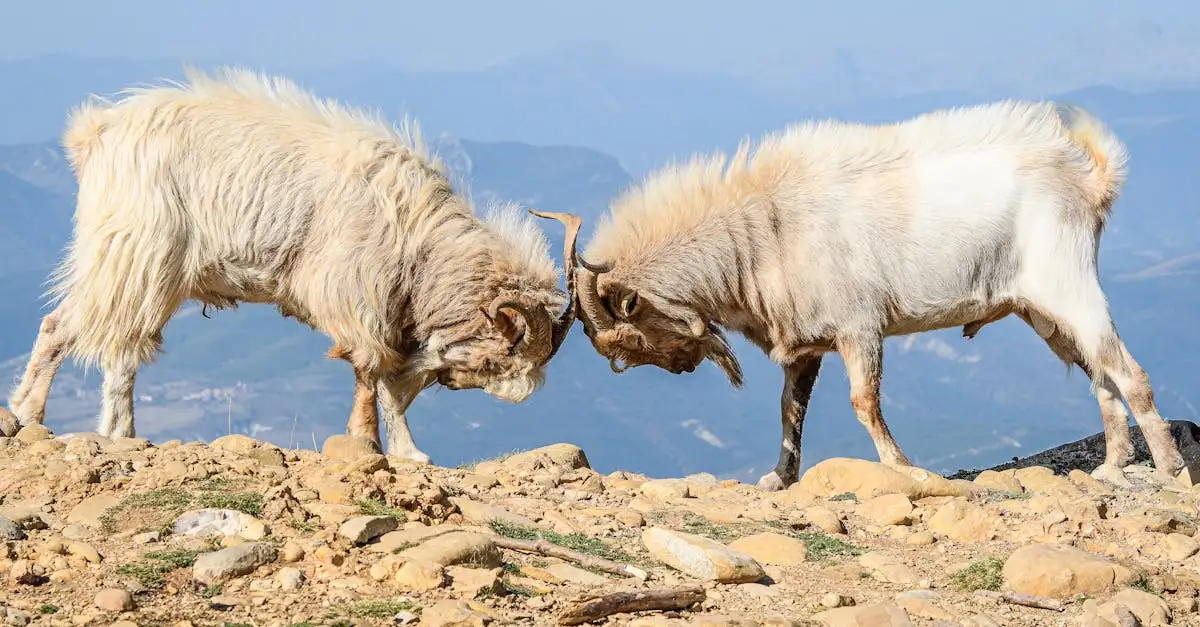 Actieve vakantie in de Pyreneeën in Spanje | Ontdek de natuur