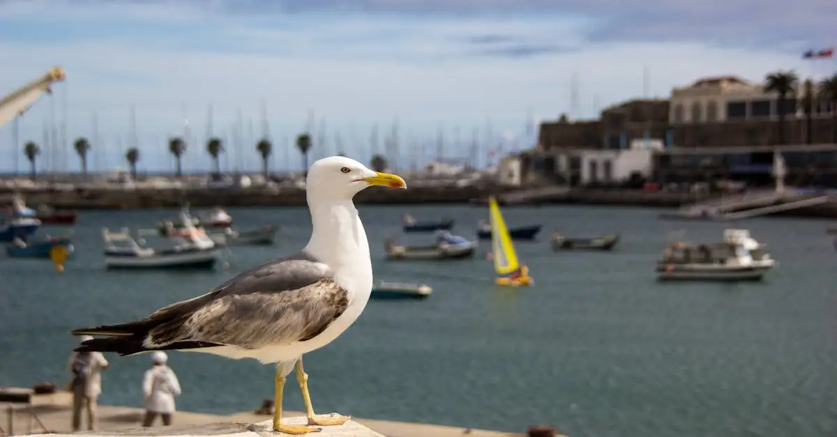 Cascais vakantie: Dichtbij Spanje, perfecte bestemming