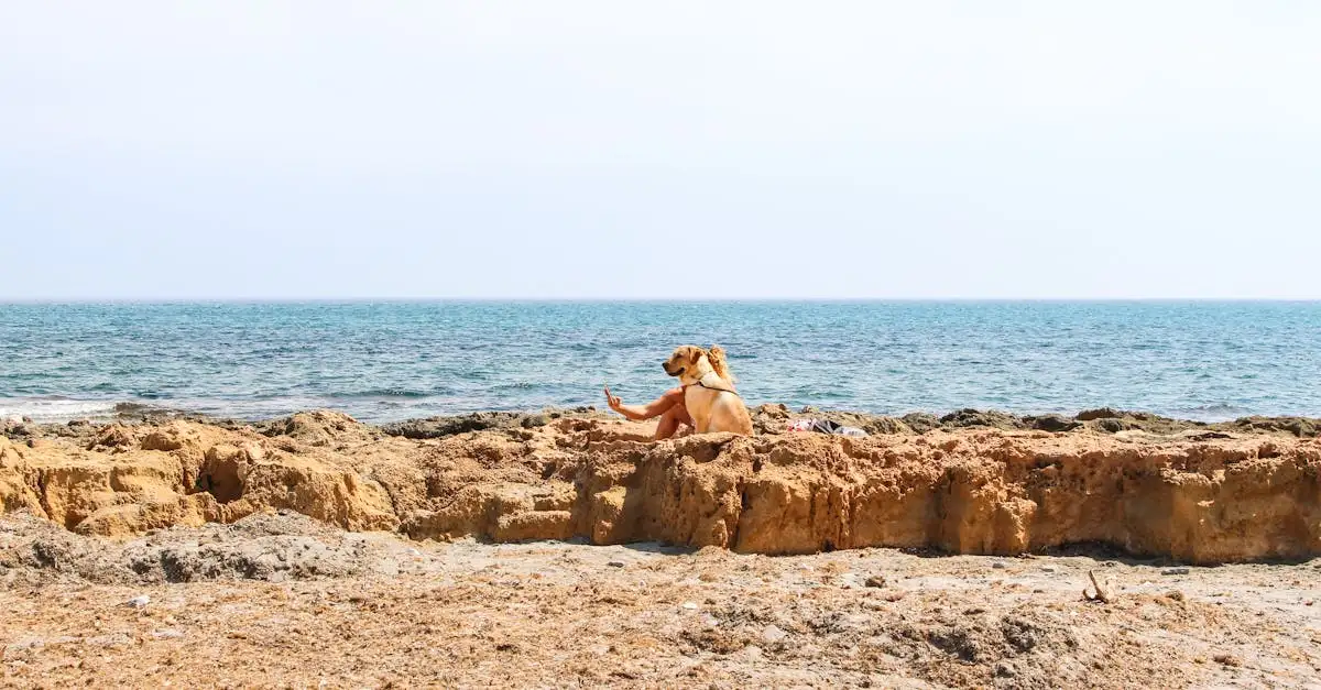 Vakantie met hond in Spanje: Tips & mooiste bestemmingen