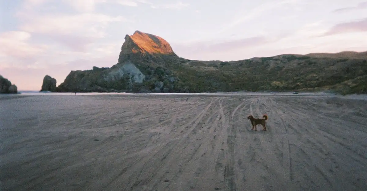 Vakantie Zeeland met hond: Alternatief voor Spanje?