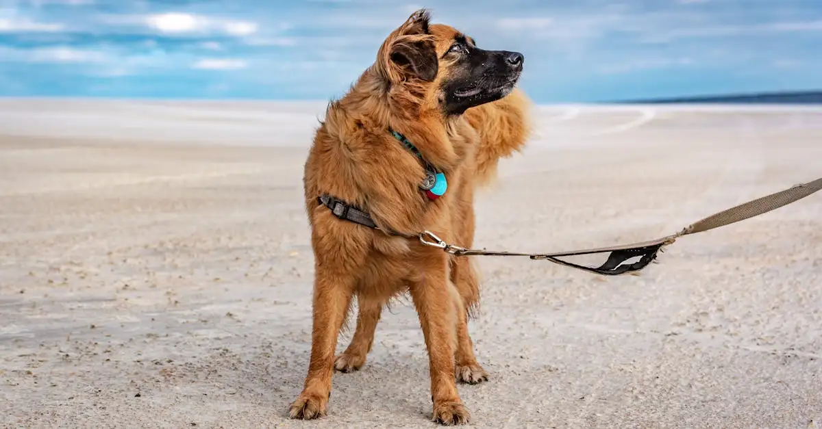 Vakantie Zeeland met hond: Alternatief voor Spanje?